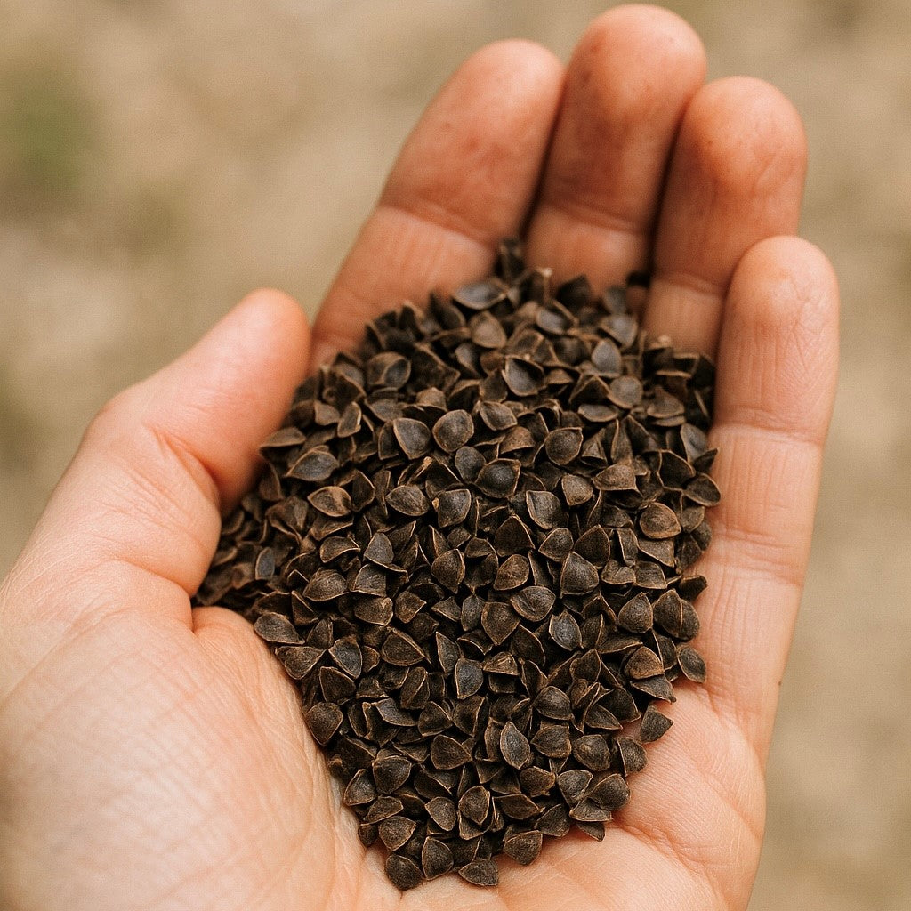 Coques de sarrasin naturelles